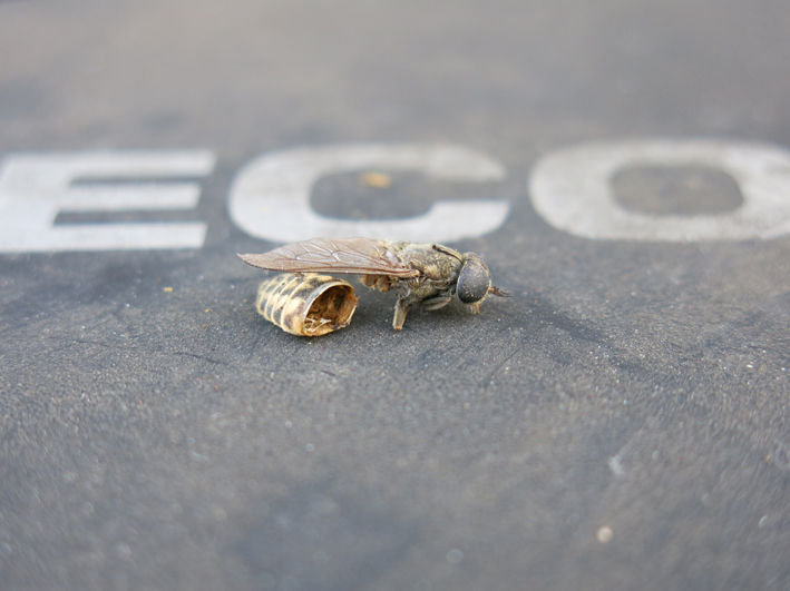 20130204-ecowasp.jpg