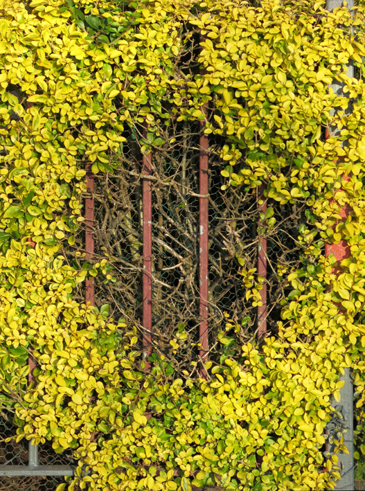 20130206-hedge_fence.jpg