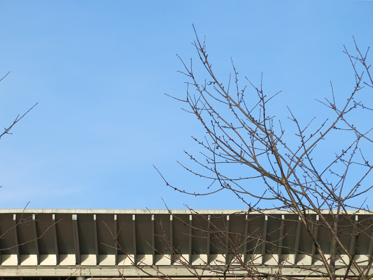 20130307-roof_branch.jpg